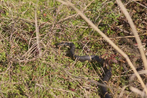 Eastern Kingsnake
