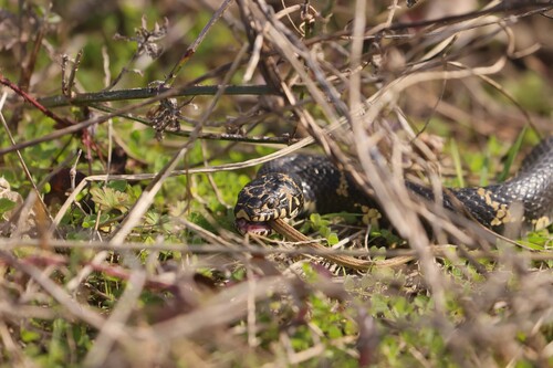 Eastern Kingsnake