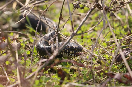 Eastern Kingsnake