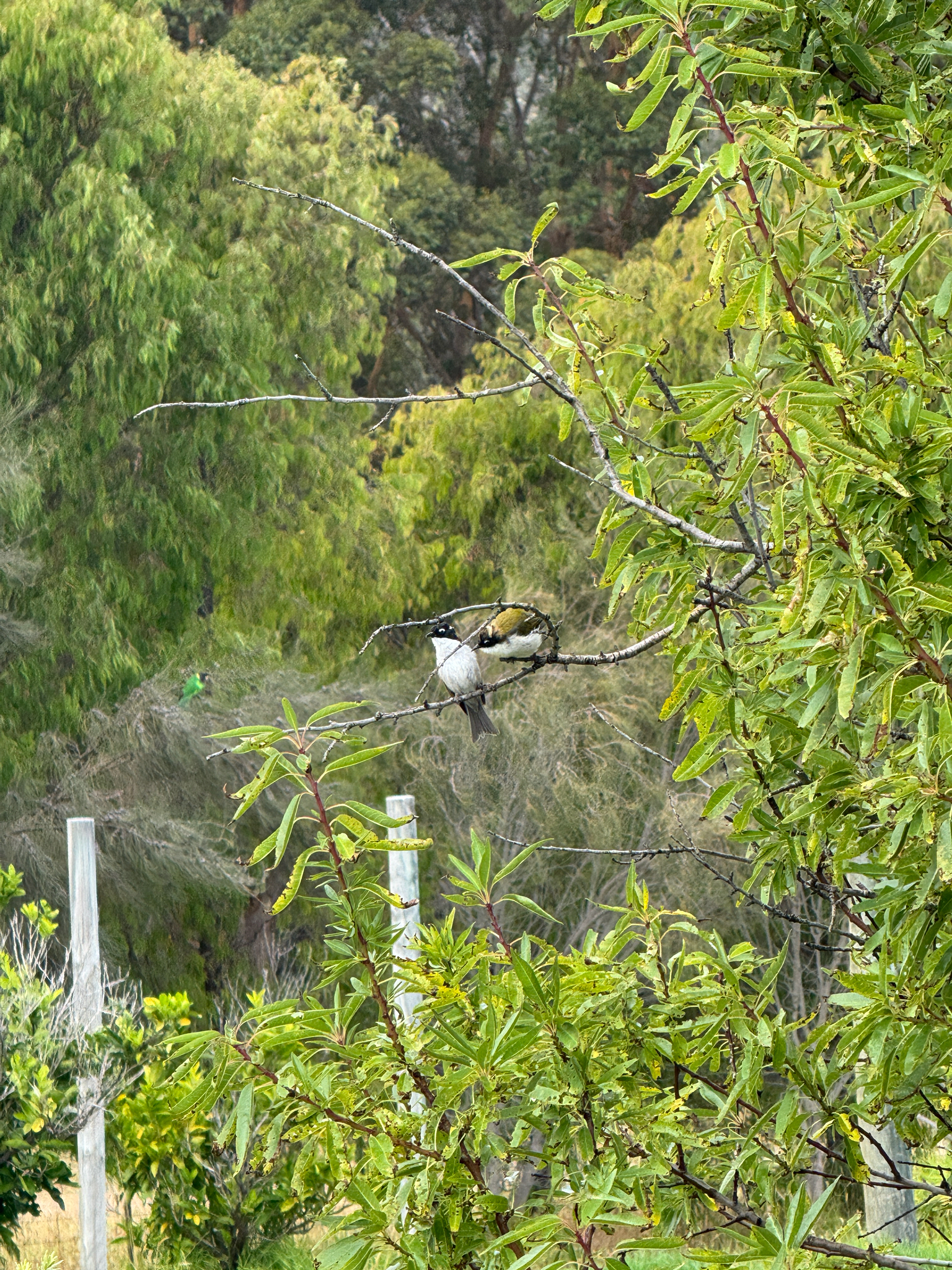 Gilbert's Honeyeater (Melithreptus chloropsis), photo 5