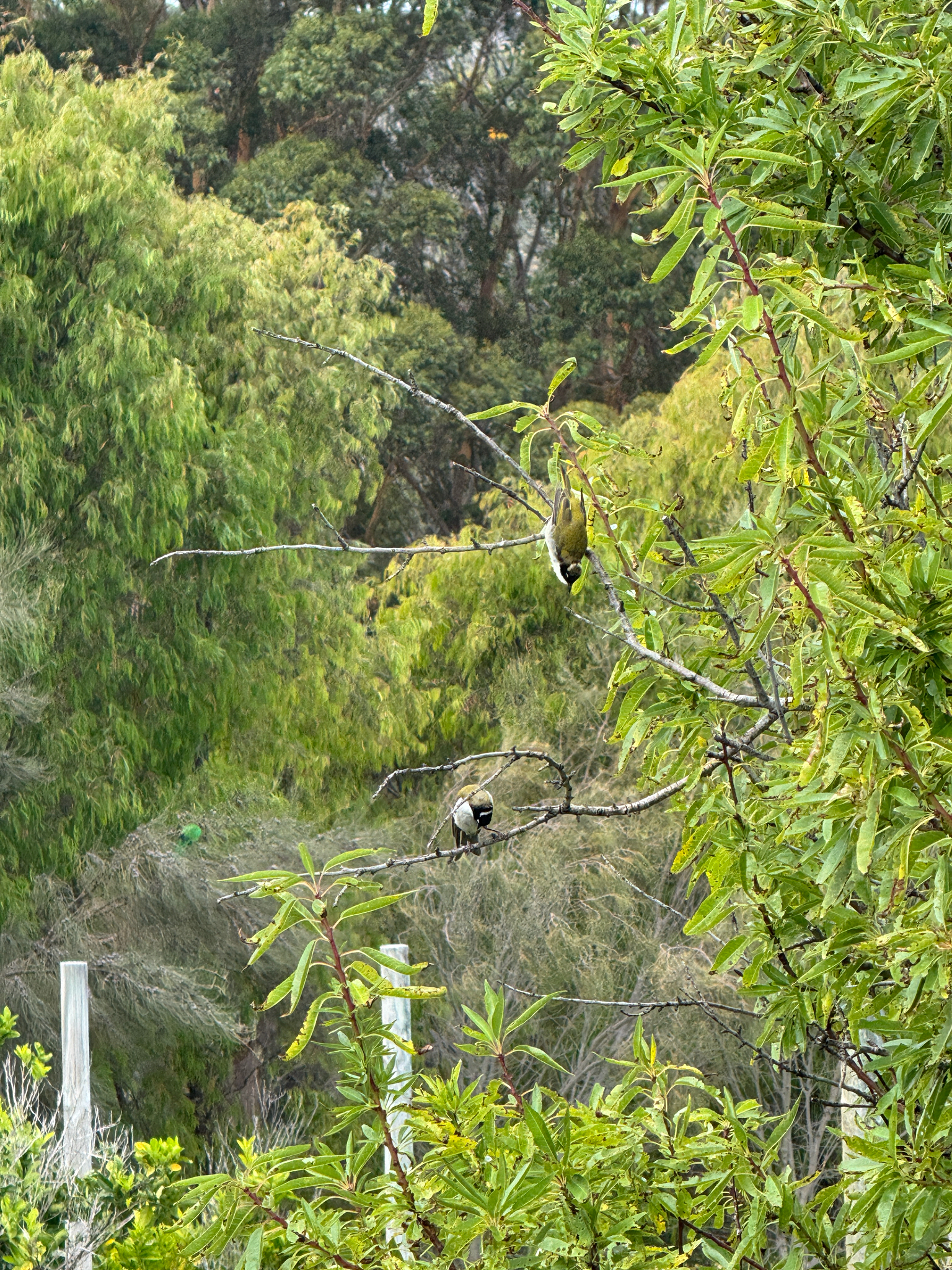 Gilbert's Honeyeater (Melithreptus chloropsis), photo 3