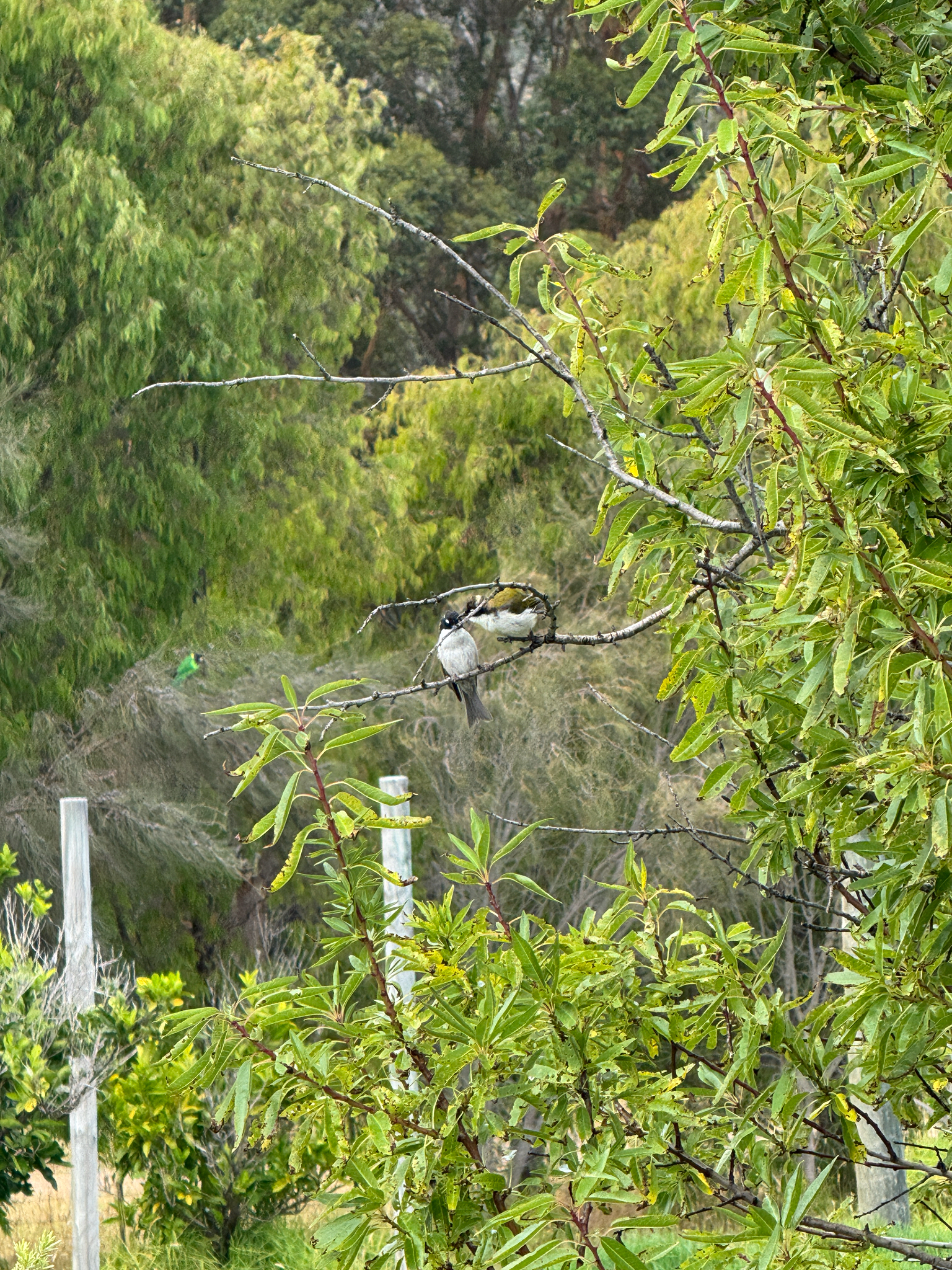 Gilbert's Honeyeater (Melithreptus chloropsis), photo 4