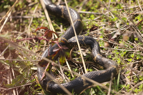 Eastern Kingsnake