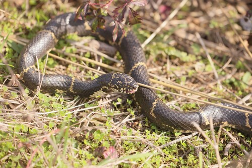 Eastern Kingsnake