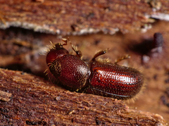 Dryocoetes autographus