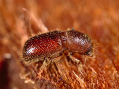 Dryocoetes autographus