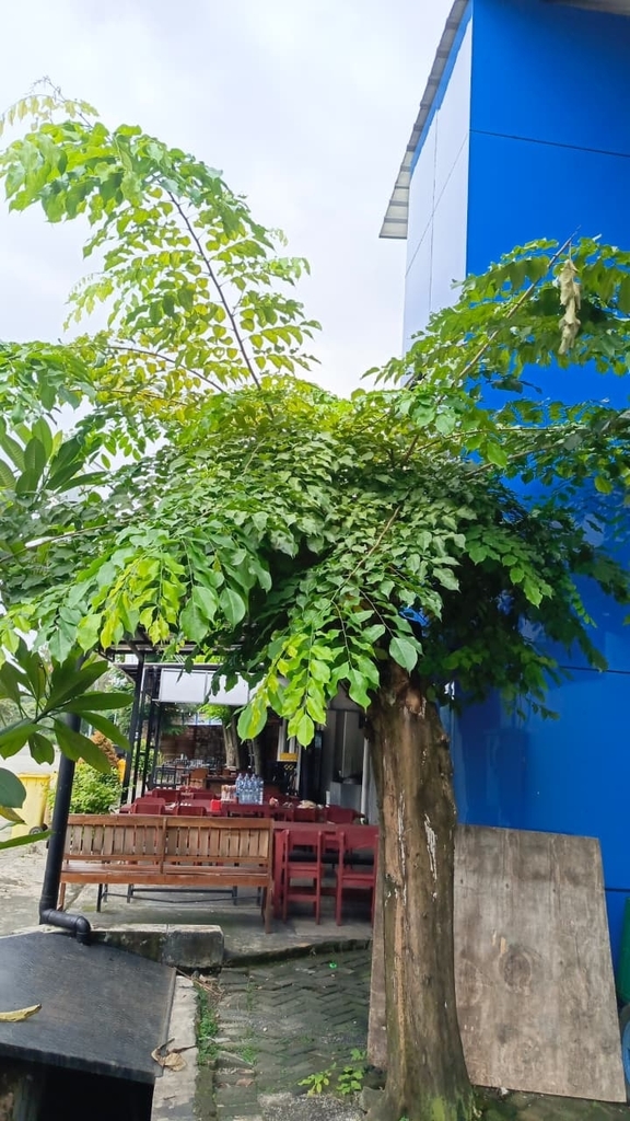 Sonokembang (Pterocarpus indicus)