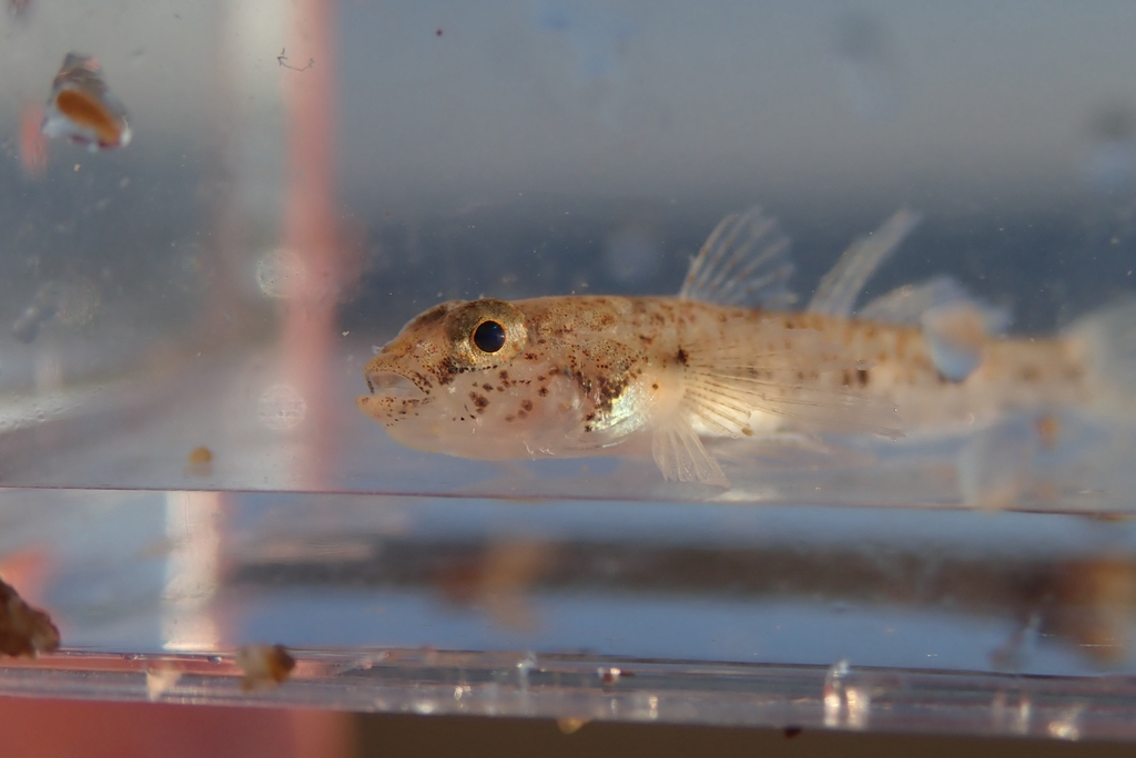 Naked-headed goby (Favonigobius gymnauchen) — Gobiidae
