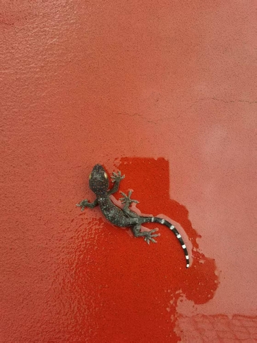Gekko gecko
