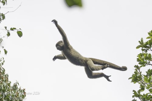 Common Woolly Monkey, Maués, BR-AM, BR, photo 4 of 10
