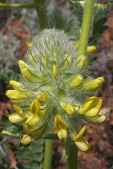 Astragalus vulpinus