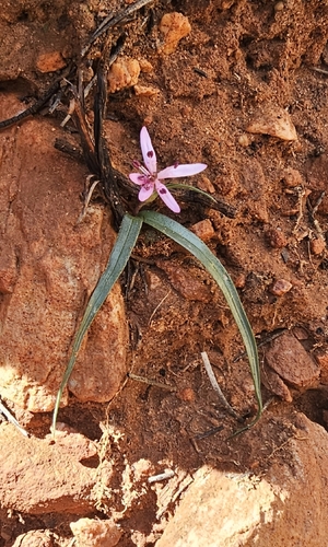 Wurmbea australis (Wurmbea australis)