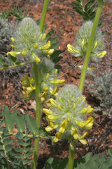 Astragalus vulpinus
