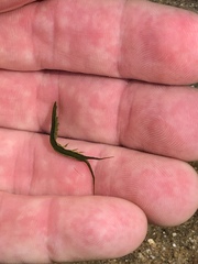 Pentidotea kirchanskii