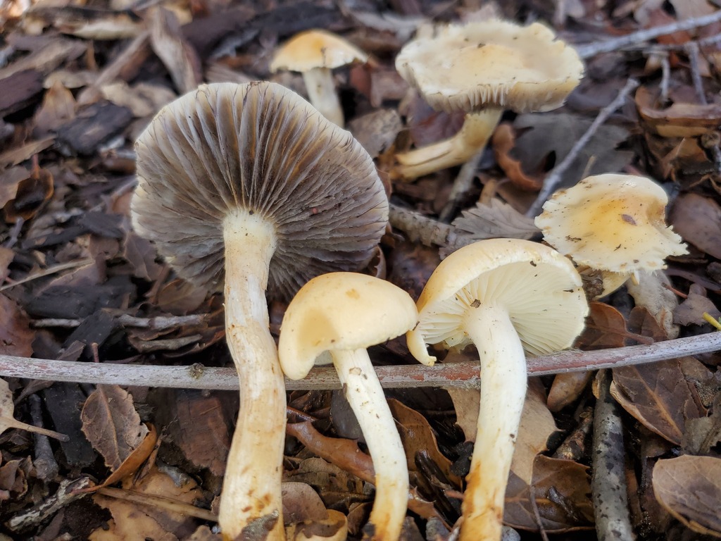 Leratiomyces percevalii · February 2026 · photo: © arlenedevitt (iNaturalist, cc-by)