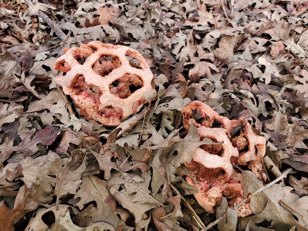 Clathrus ruber · February 2026 · photo: © arlenedevitt (iNaturalist, cc-by)