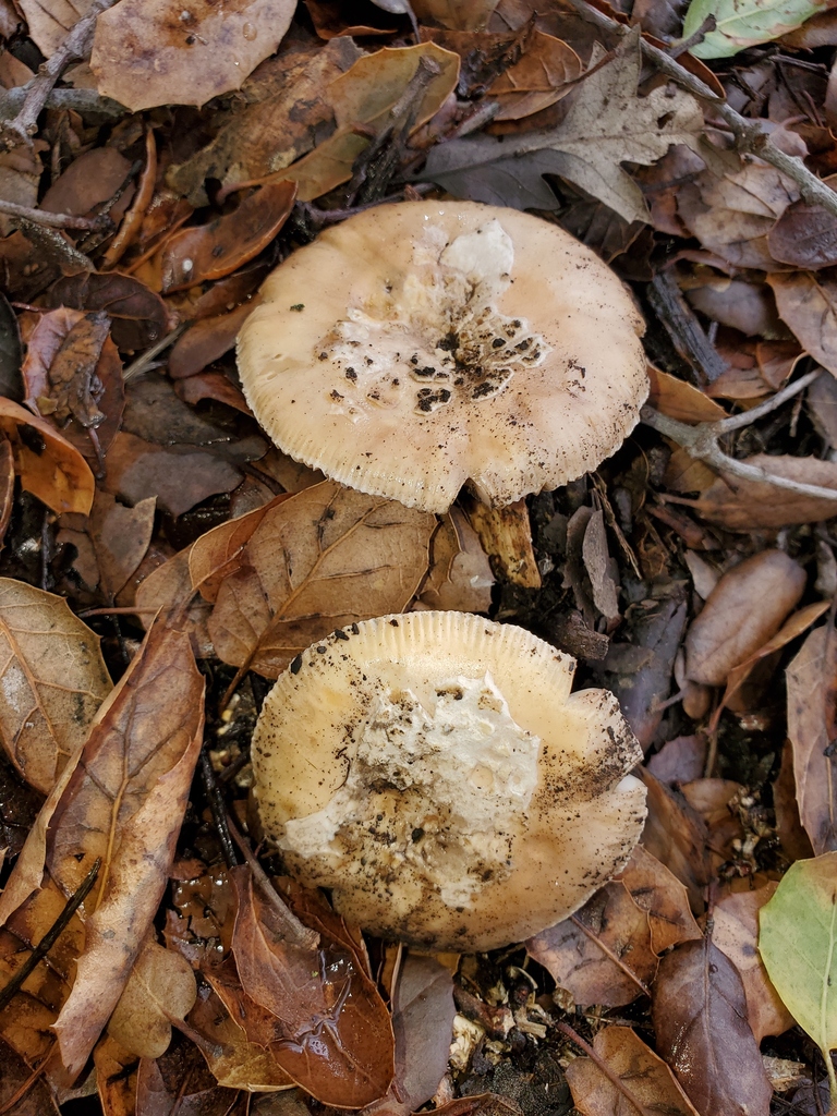 Amanita velosa · February 2026 · photo: © arlenedevitt (iNaturalist, cc-by)