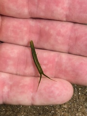 Pentidotea kirchanskii