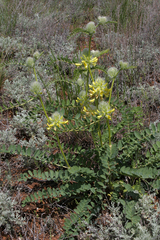 Astragalus vulpinus