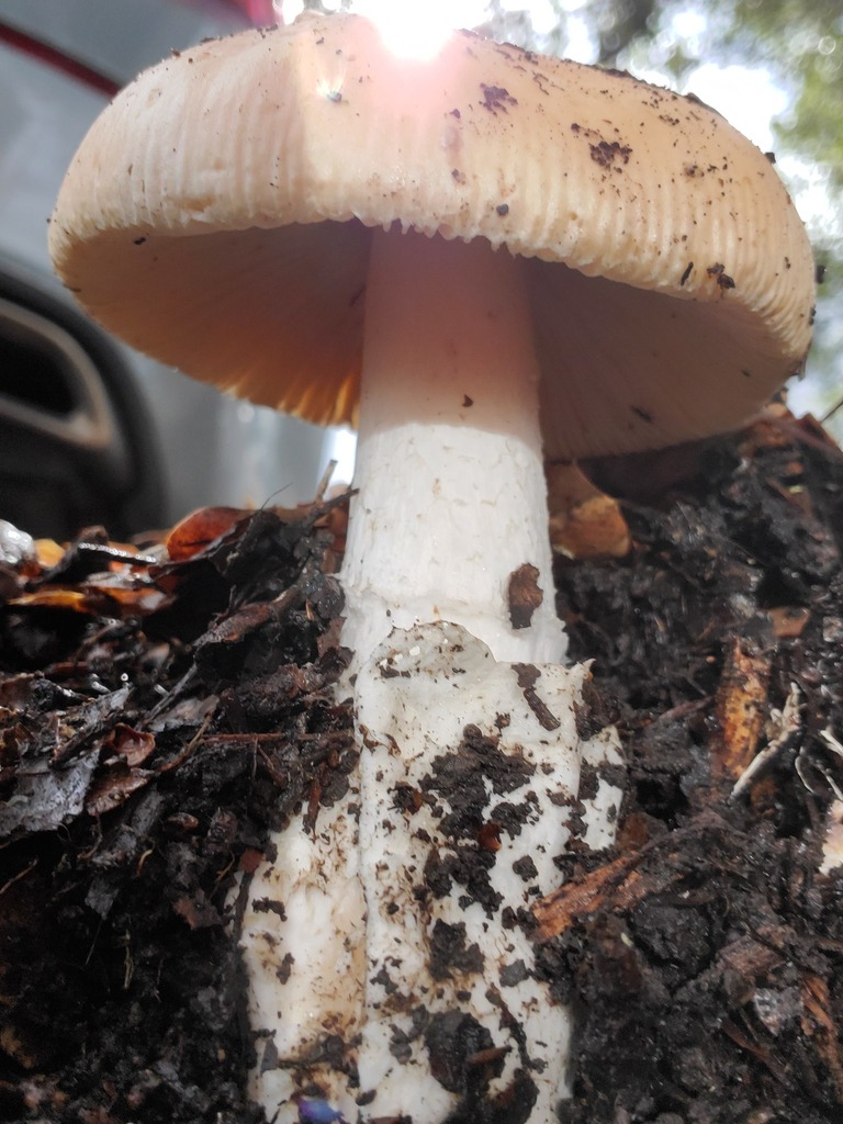 Amanita velosa · February 2026 · photo: © arlenedevitt (iNaturalist, cc-by)