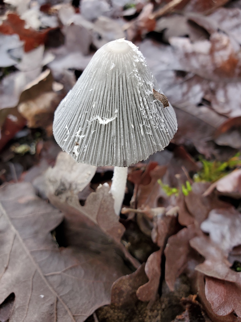 Coprinopsis lagopus · February 2026 · photo: © arlenedevitt (iNaturalist, cc-by)