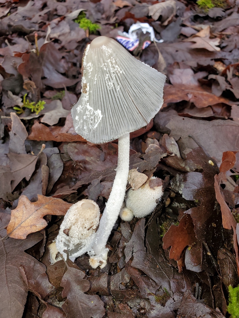 Coprinopsis lagopus · February 2026 · photo: © arlenedevitt (iNaturalist, cc-by)