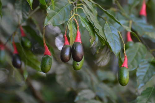 Ocotea tenera - Whole tree