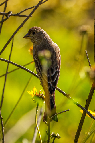 iNaturalist observation photo of House Finch