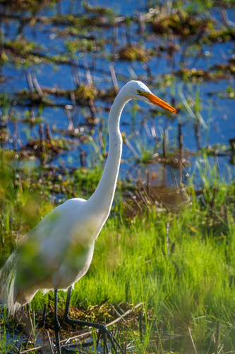 iNaturalist observation photo of Great Egret