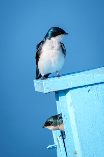 iNaturalist observation photo of Tree Swallow