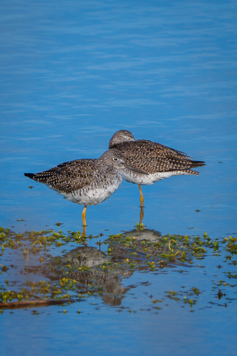 iNaturalist observation photo of Greater Yellowlegs