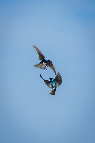 iNaturalist observation photo of Tree Swallow