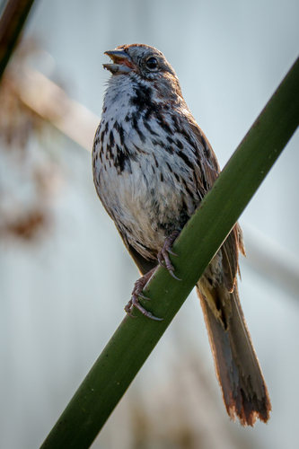 iNaturalist observation photo of Song Sparrow