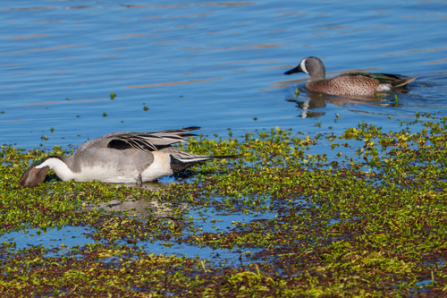 iNaturalist observation photo of Northern Pintail