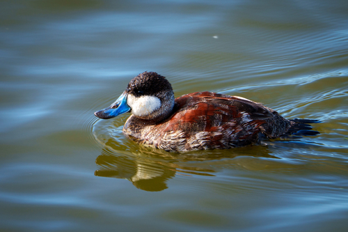 iNaturalist observation photo of Ruddy Duck