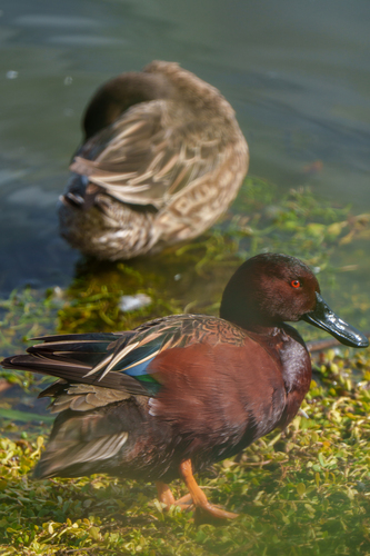 iNaturalist observation photo of Cinnamon Teal