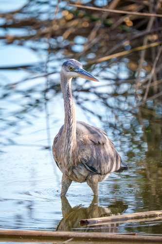 iNaturalist observation photo of Great Blue Heron