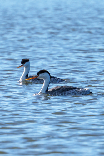 iNaturalist observation photo of Clark's Grebe