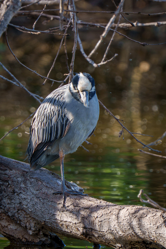 iNaturalist observation photo of Yellow-crowned Night Heron