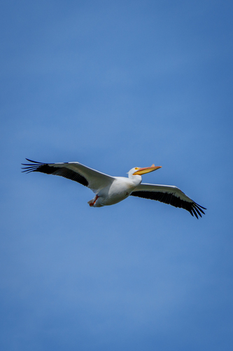 iNaturalist observation photo of American White Pelican