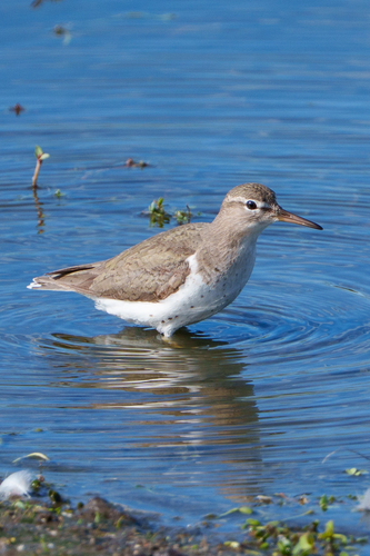 iNaturalist observation photo of Spotted Sandpiper