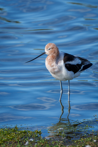 iNaturalist observation photo of American Avocet