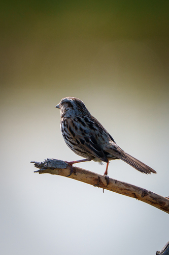 iNaturalist observation photo of Song Sparrow