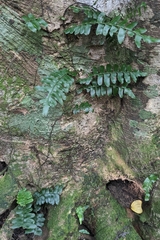 Arthropteris palisotii, photograph (c) 許文俊, some rights reserved (CC BY-SA)