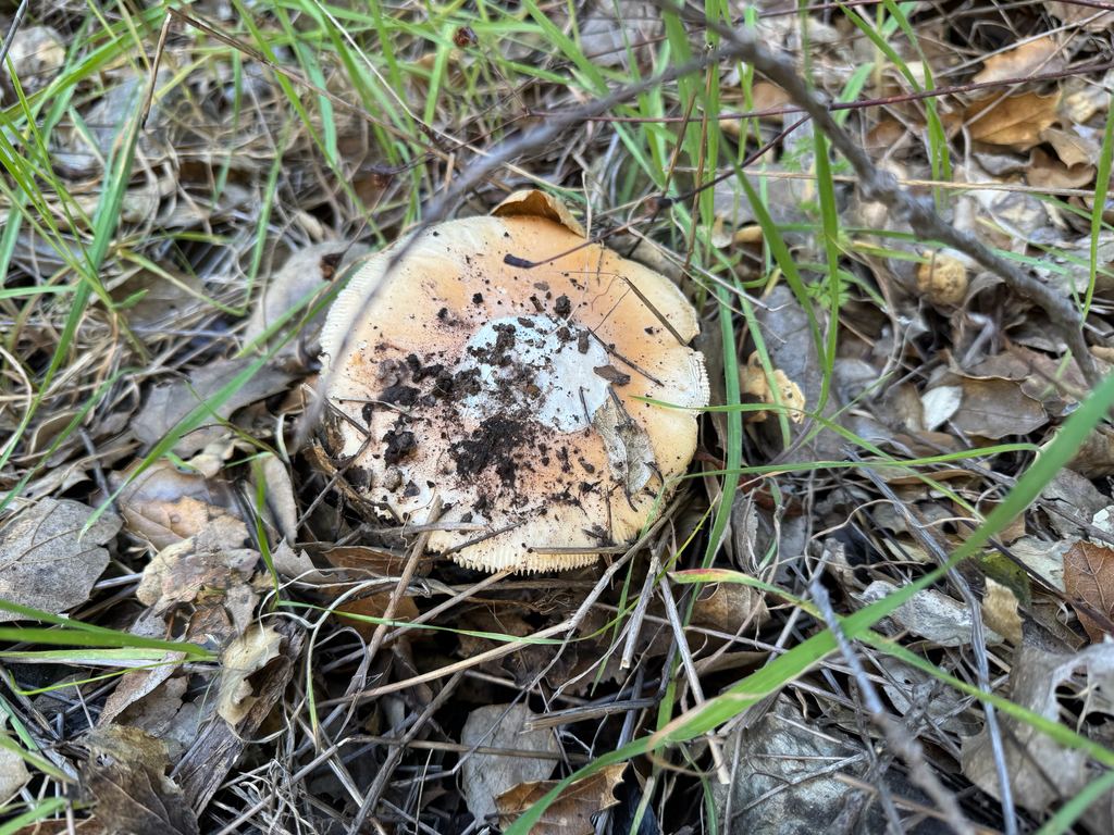 Amanita velosa · February 2026 · photo: © travis566 (iNaturalist, cc-by)