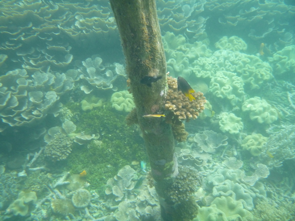 Behn's Damsel (Neoglyphidodon nigroris)