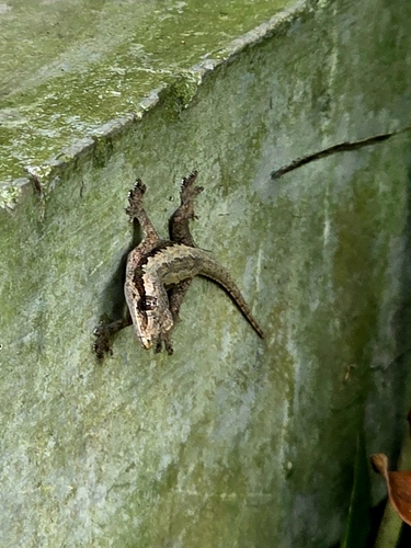 Hemidactylus platyurus