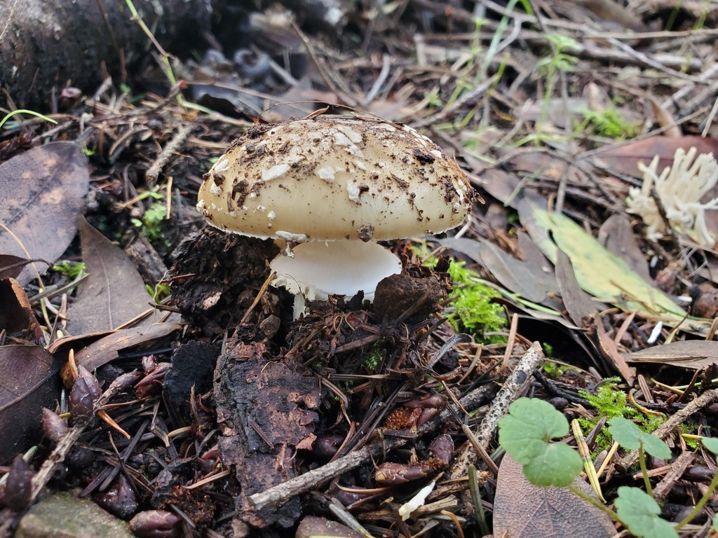 Amanita pantherinoides · February 2026 · photo: © arlenedevitt (iNaturalist, cc-by)