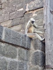 Semnopithecus hypoleucos