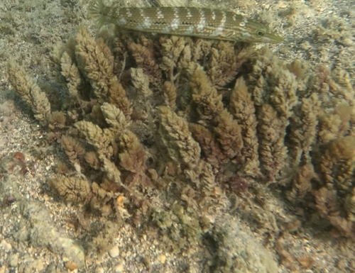 Asparagopsis taxiformis observed 2026-02-17